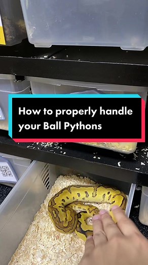 Nica Gutierrez on TikTok