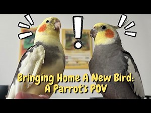 Things To Know Before Bringing Home Your Pet Bird! | TheParrotTeacher
