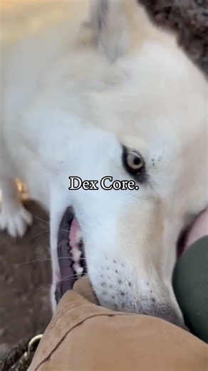DEX CORE