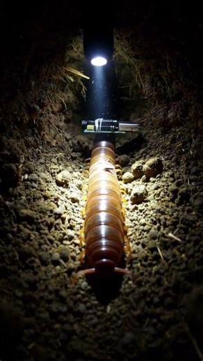 Wireworm POV: Micro-Camera Journey Through an Underground Soil Tunnel