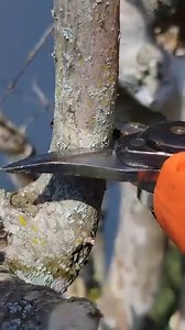 5.6K views · 31 reactions | Satisfying Electric Loppers in Action. #satisfying #asmr #trimming | Something 2LookAt | Facebook