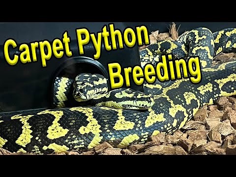Carpet Python Breeding