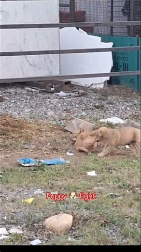 cute puppy fight 🐶| Cutest Fight Ever! #puppy #dog #shorts #pets