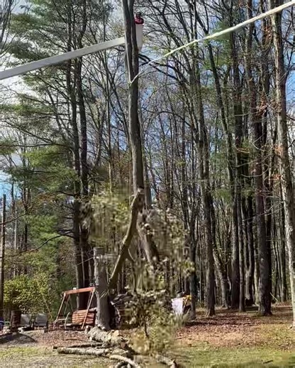 North Woods Tree Service LLC on Reels