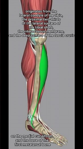 Anterior Tibialis Muscle Origin and Insertion #anatomy #legmuscles #shorts