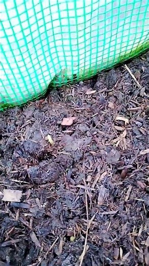 Garlic Is Starting to Show (I'll never go hungry again🎬?)