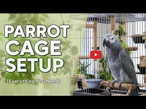 Parrot Cage Setup for Beginners (Everything You Need) | Buttmezian