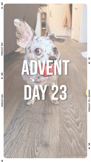 Exciting Day 23 of My Advent Calendar with Dog Toys