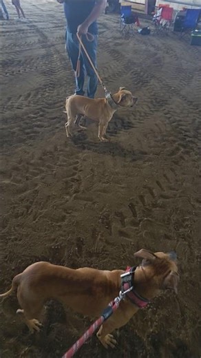 South Bottom Kennel's Conformation show 2026