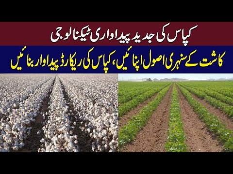 Get More Production From Cotton Crop | Cotton Cultivation / Farming in Pakistan | Best Way To Grow |