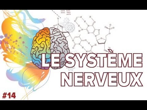 Le Système Nerveux Santé #14 - SVT Collège - Mathrix
