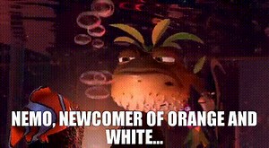 Nemo, newcomer of orange and white...