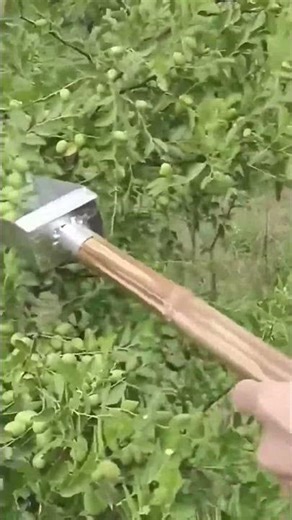 Effortless picking process of fruits using creative tools