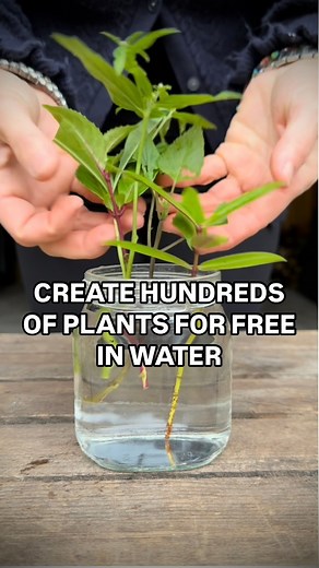 64K views · 817 reactions | A masterclass on rooting in water is on...