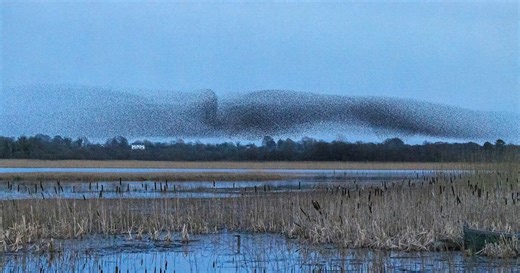 The starling: Decades of work to comprehend movement patterns in this feathered species
