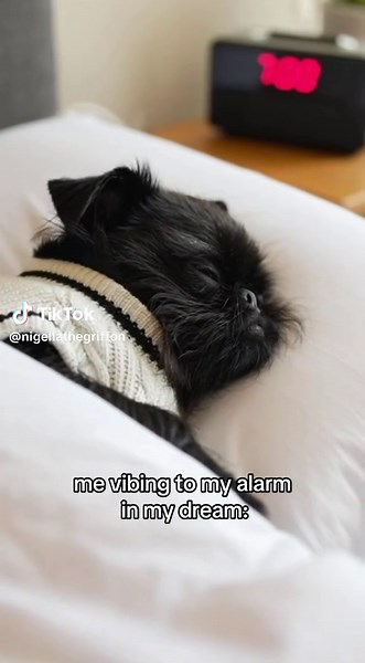 me turning my alarm into a full club set in my dream 💀🎧🕺🐾✨ ⸻ #funnydogs #dogreels #brusselsgriffon #dogmemes #relatable ⸻ alarm clock meme, dreaming vs reality, funny dog dj, sleep humor, vibing in dreams, relatable morning struggle