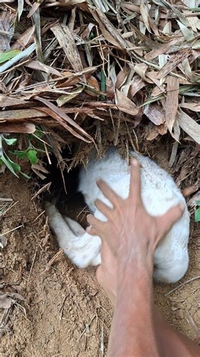 dirty sheep #viral #fyp #animals | Ali Joss