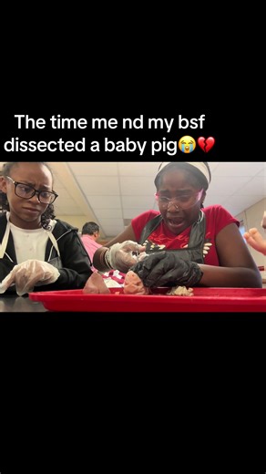 Dissecting a Baby Pig: An Unforgettable Experience