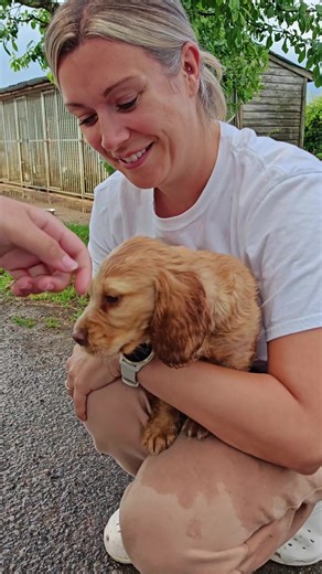 Choosing the Perfect Sprocker Puppy