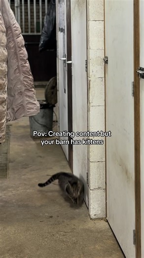Creating Fun Content with Kittens at the Barn