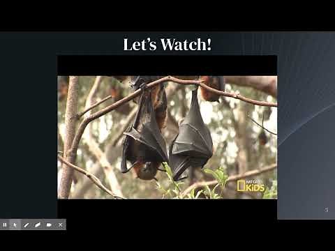 Bird vs. Bats Lesson and Sort