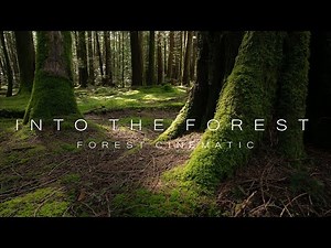 Into The Forest III - Forest 4K - Cinematic Forest Film