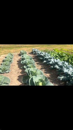 I need someone to do a rain dance my plants need water. | Steve Morgan