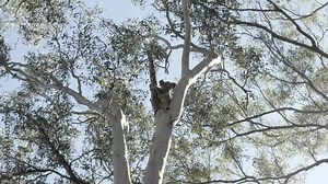 Koala Bear perched high up in a Australian native Eucalyptus tree resting between two large branches.