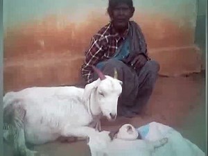 Goat Gives Birth To Human - Looks Like BABY in India Mysore - Exclusive