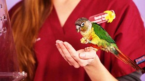 How Long Do Birds Live?