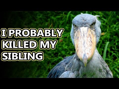 Shoebill facts: as tall as a child | Animal Fact Files