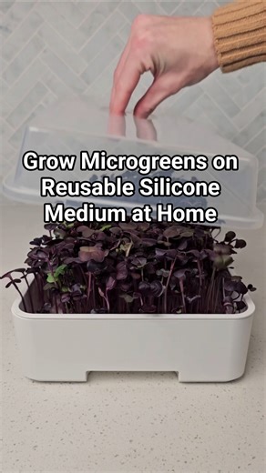 Rambo Radish Microgreens on Reusable Medium — So Simple! 🌱