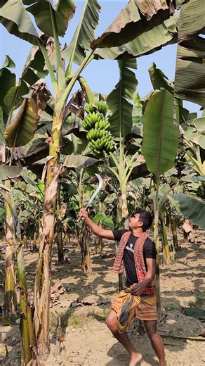 Banana farming -Ep-🍌😱 2380 #shorts #viral #bananacutting #banana #agriculture