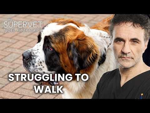 One-Year-Old St. Bernard Struggles to Walk | The Supervet: Noel Fitzpatrick | S03 E13 | Full Episode