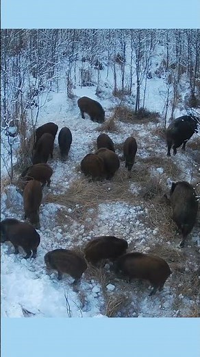 JAGER PRO® TV | HOG CONTROL #hogcontrol #wildhogs #jagerpro