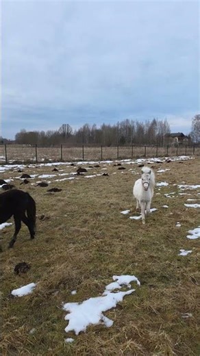 Irresistible View! 🐴 Falabella Horses Luan & Pancho Enjoy a Perfect Saturday Morning ☀️😍
