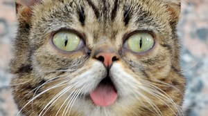 Impressive Animals Who've Accomplished Amazing Things - Grunge