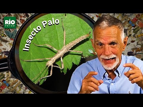 Insecto Palo - Entre insectos y Bichos - Río Verde