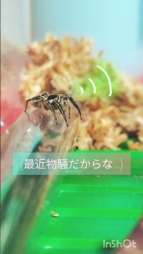 とある日のチャスジハエトリくん。#ハエトリグモ