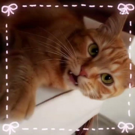 Mjau #haveitoldyoulatelythatiloveyou