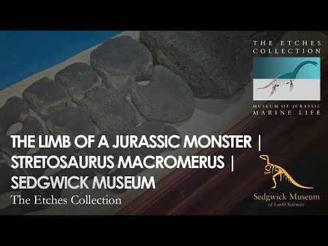 THE LIMB OF A JURASSIC MONSTER | STRETOSAURUS MACROMERUS | SEDGWICK MUSEUM