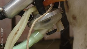 details of milking machines connected to cow udders. Cow milking facility and mechanized milking equipment. Automatic cow milking using a milking machine.