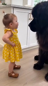 167K views · 3K reactions | POV: You’re witnessing a very serious performance review.  ​"No more snack stealing, big buddy! Deal?" 欄 Yellow dress, big paws, and a whole lot of love. There is truly nothing like the bond between a toddler and her Newfoundland "nanny dog." Wait for that sweet ending! ❤️ ​#GentleGiant #NewfoundlandDog #ToddlerLife #CoreMemory #BigDogSmallChild #NannyDog #DogLovers #FacebookReels #Heartwarming | Mini Boss & The Mighty Fluff | Facebook