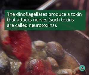 85 reactions · 73 shares | The first symptom of shellfish poisoning, a pins-and-needles sensation around the mouth, begins 5 to 30 minutes after eating. Learn more: https://mrkmnls.co/44m6e22 | Merck Manual Consumer | Facebook