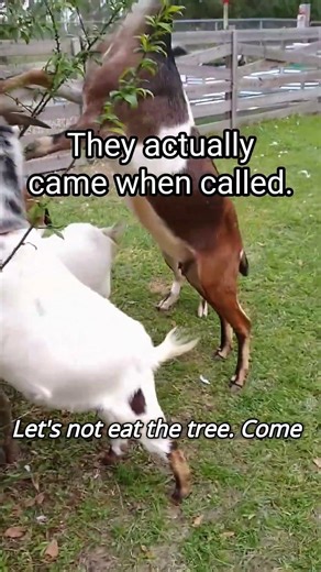 Gate Fail, Recall Win: Goats & Emus vs. Plum Tree | Day 53/365