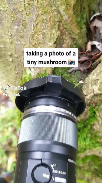 Mycena Mushroom Macro Photography