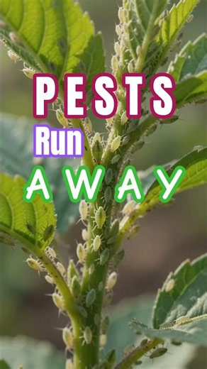 Kill Plant Pests Instantly With Neem Water 🌿 ఇంట్లోనే ఉచితంగా ఆర్గానిక్ కీటక నాశిని తయారుచేసుకోండి