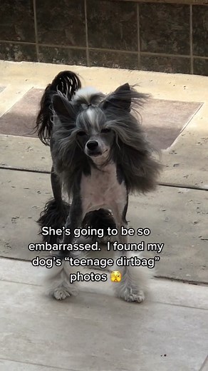 Adorable Chinese Crested Powderpuff Dog With Pink Hair