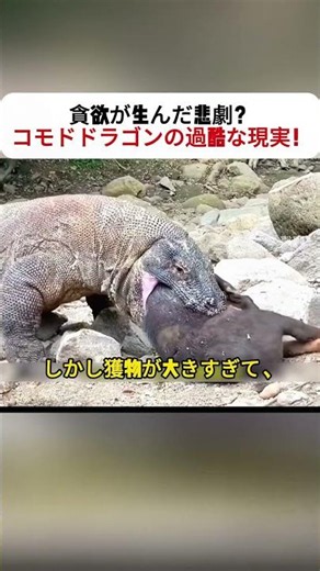 貪欲が生んだ悲劇？ コモドドラゴンの過酷な現実！ #自然界 #捕食者 #生存競争 #野生動物 #生態保育