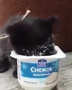 Cat Said 'Yum Yum Yum' | Meow Meow